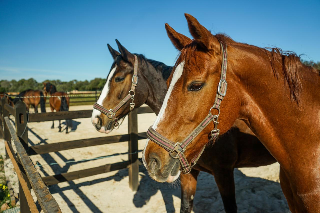 Vmg Horse Ranch (Adults Only) Villa Лукмахор Екстериор снимка